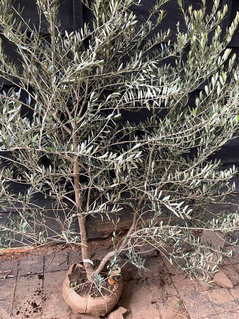 2 希少　オリーブの木　カヨンヌ