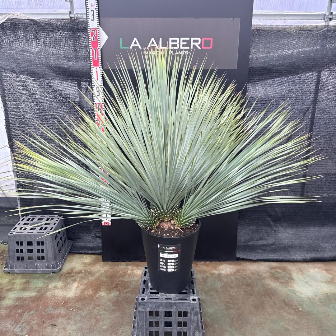 【AL1202】ユッカ　ロストラータ　ランチョブルー（品種名）４ヘッド