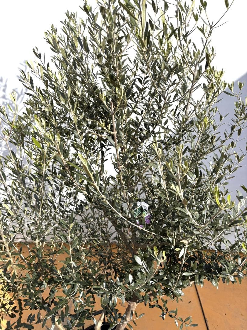 オリーブの木　ネバディロブランコ　大型　約200cm　NO.2097　人気　現品
