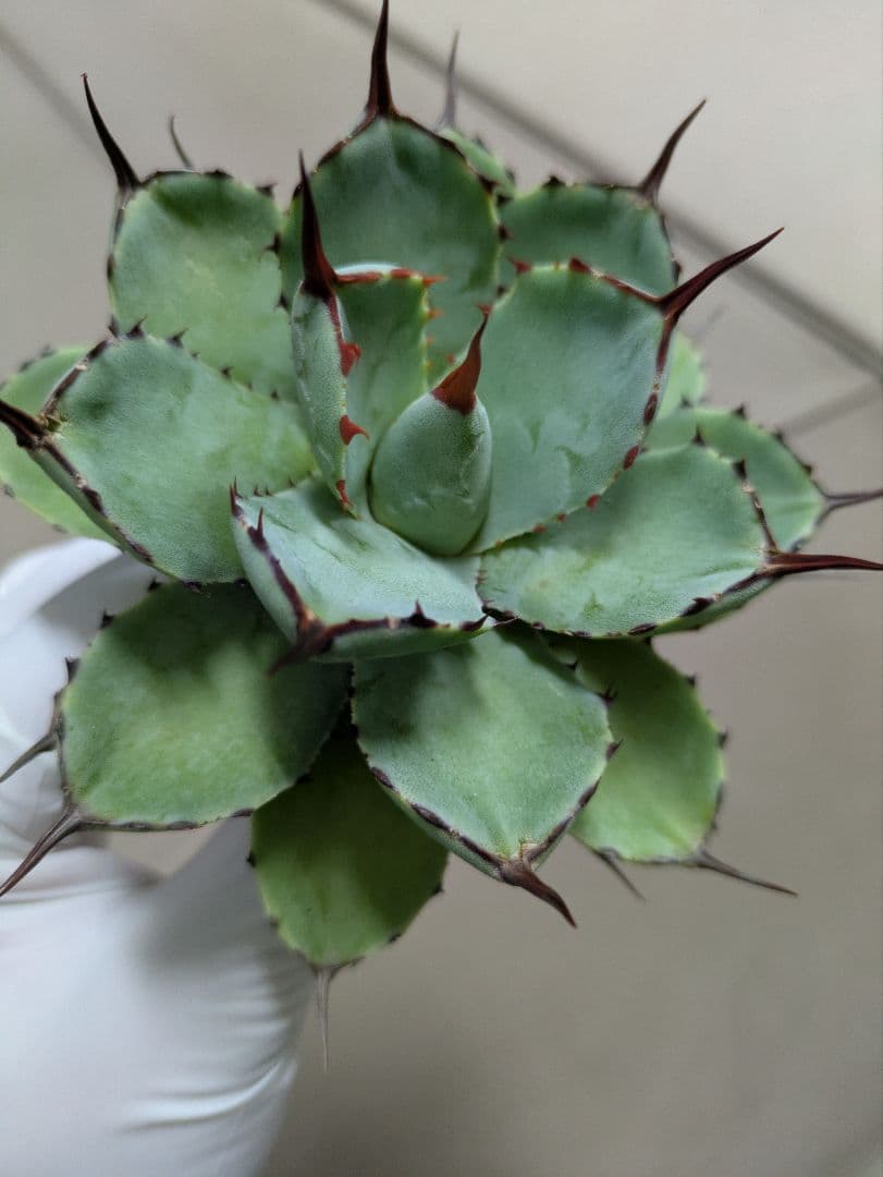 姫吉祥冠　アガベ　希少　検索　イシス　ポタトラム　吉祥冠　ハイブリッド