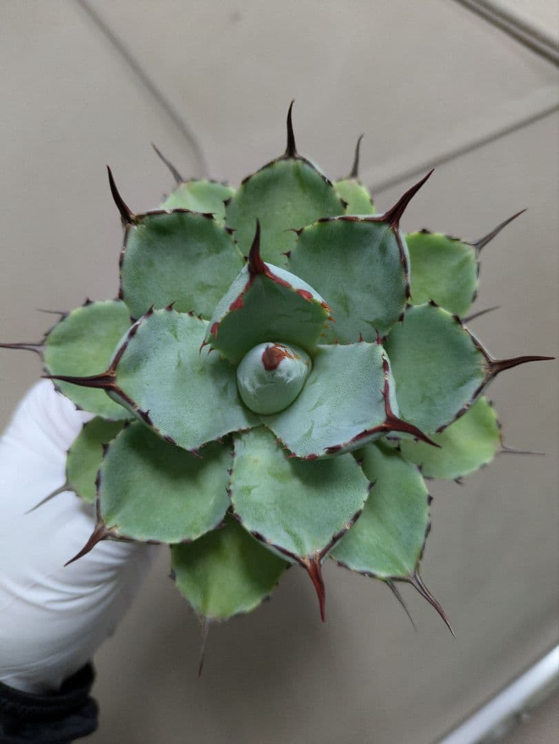 姫吉祥冠　アガベ　希少　検索　イシス　ポタトラム　吉祥冠　ハイブリッド