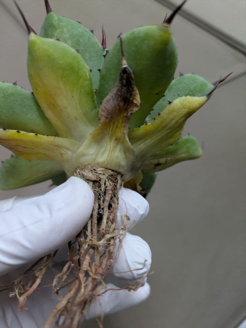 姫吉祥冠　アガベ　希少　検索　イシス　ポタトラム　吉祥冠　ハイブリッド