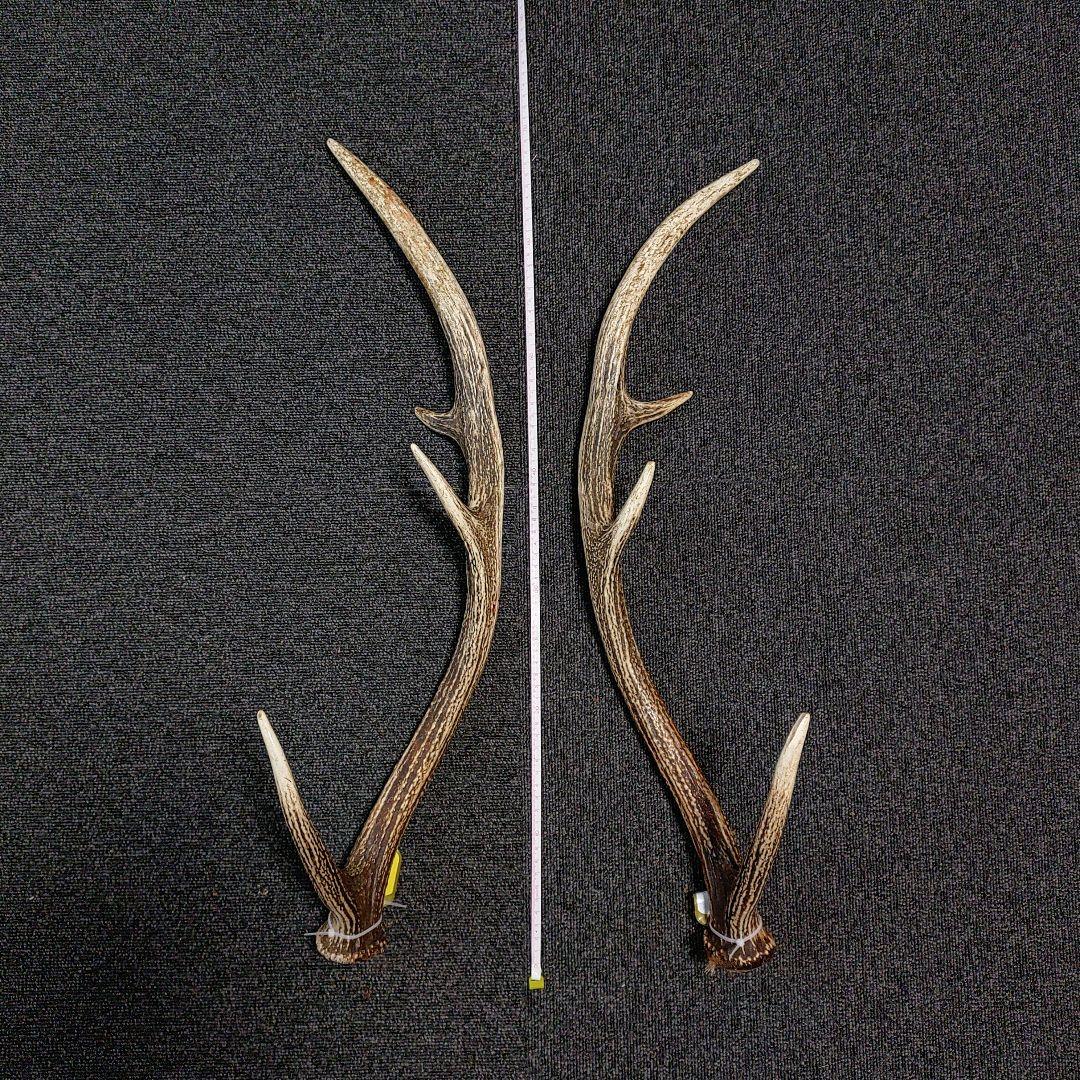 蝦夷鹿の角 約65cm ブラウン