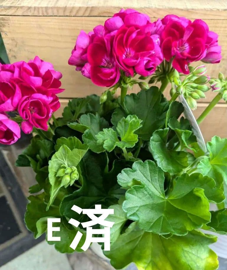 ✨13周年感謝申し上げます✨ゼラニウムクオリティシリーズ　完売しました