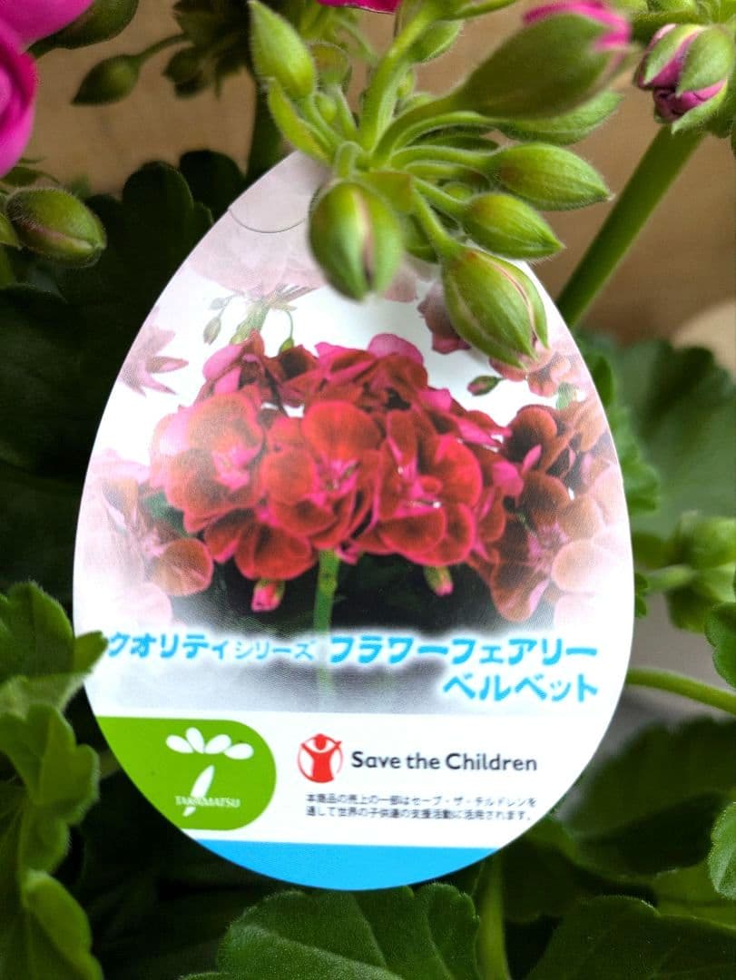 ✨13周年感謝申し上げます✨ゼラニウムクオリティシリーズ　完売しました