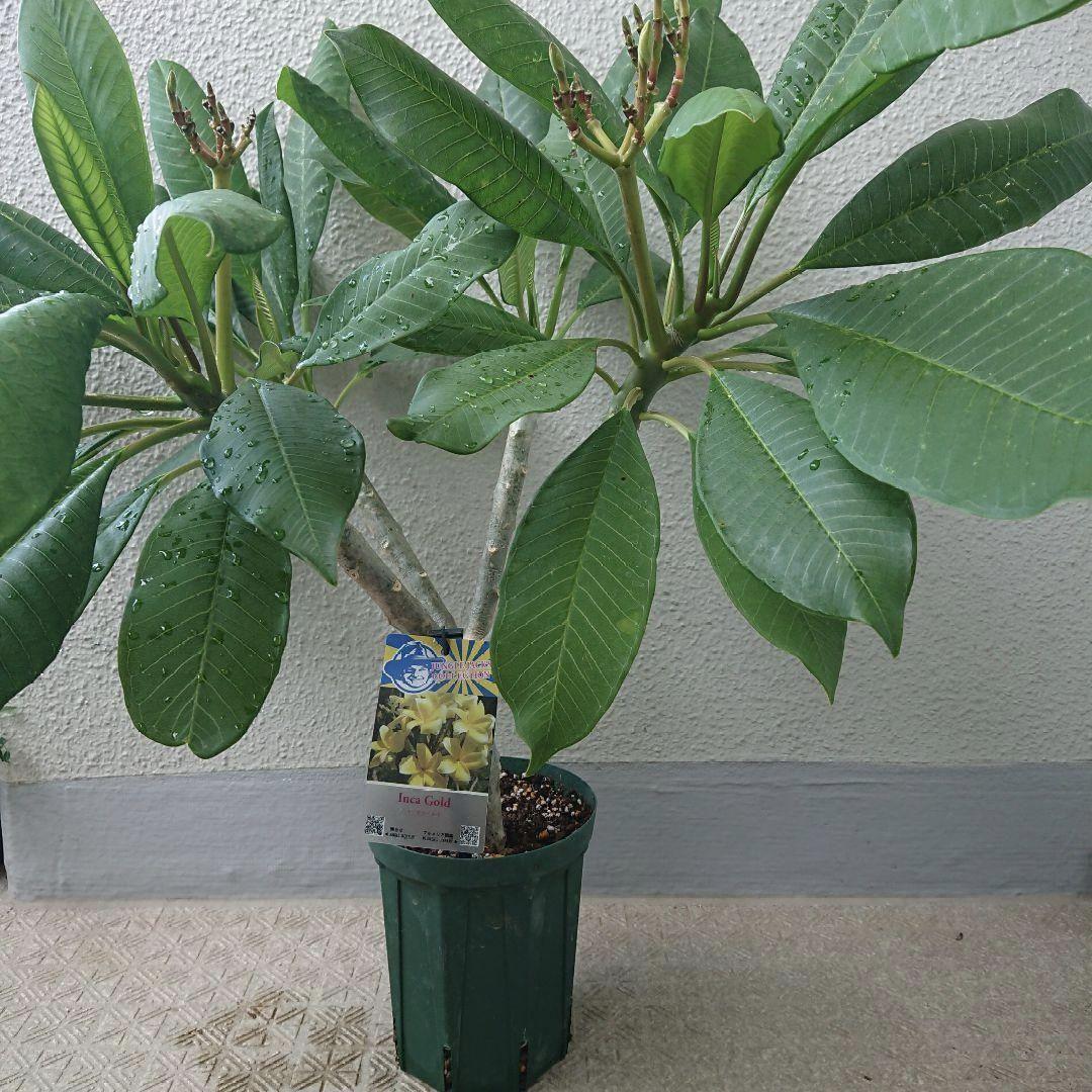 プルメリア苗 インカゴールド 大苗 ジャングルジャックス イエロー