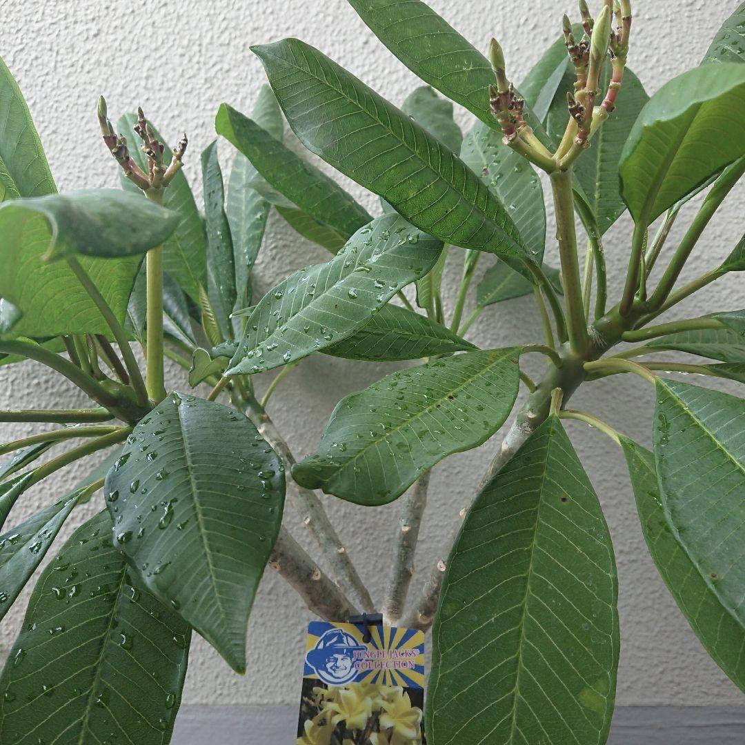 プルメリア苗 インカゴールド 大苗 ジャングルジャックス イエロー