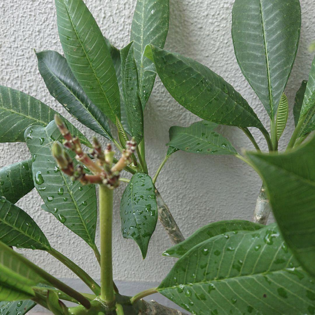 プルメリア苗 インカゴールド 大苗 ジャングルジャックス イエロー