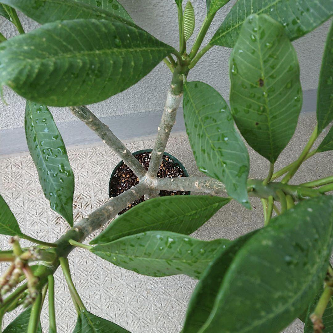 プルメリア苗 インカゴールド 大苗 ジャングルジャックス イエロー