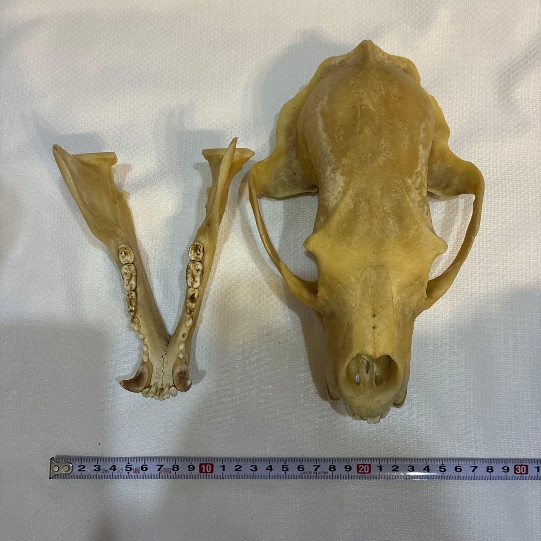 ツキノワグマ 頭蓋骨