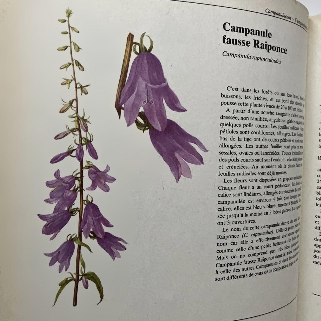 PLANTES SAUVAGES 256イラスト 洋書