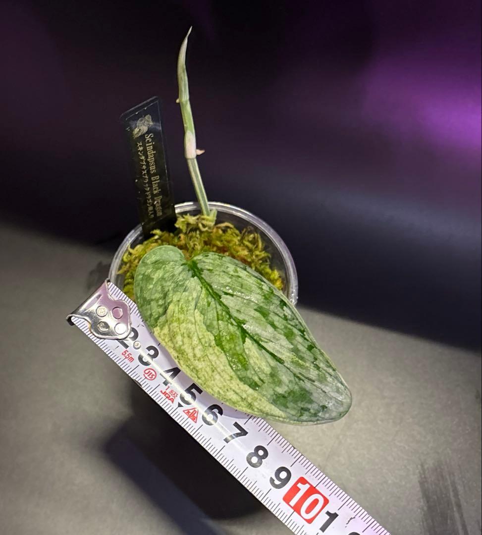 スキンダプサス SALEセットB1