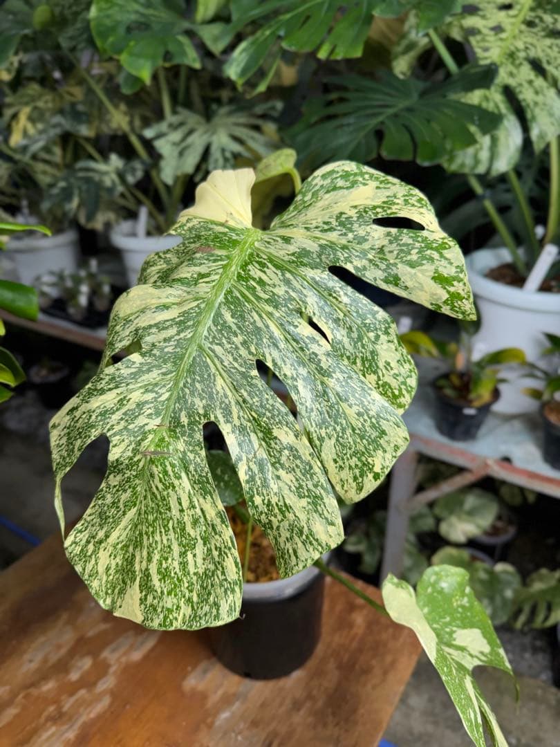 マ*ル様 2モンステラ　タイコンステレーション　スターライト　美斑入り　傷あり