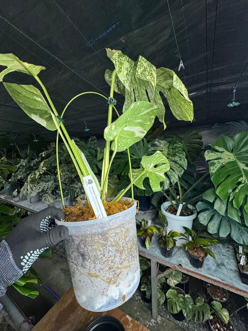 マ*ル様 2モンステラ　タイコンステレーション　スターライト　美斑入り　傷あり