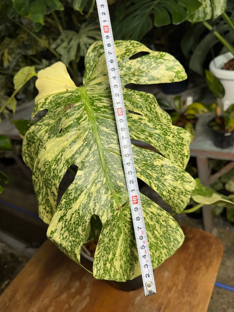 マ*ル様 2モンステラ　タイコンステレーション　スターライト　美斑入り　傷あり