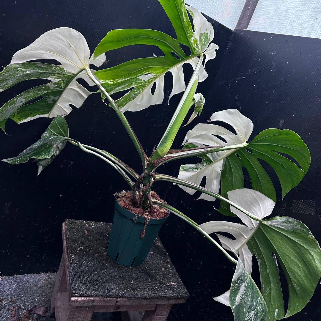 B*A様 斑入りモンステラ ホワイトタイガー極美大株53cm白斑多