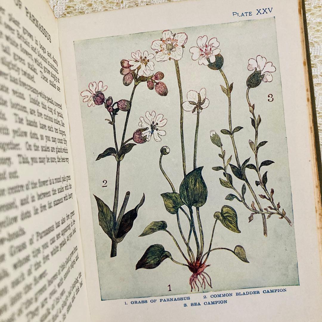 洋書　古書　アンティーク　イギリスの植物図鑑　美しいカラー図版48点♡
