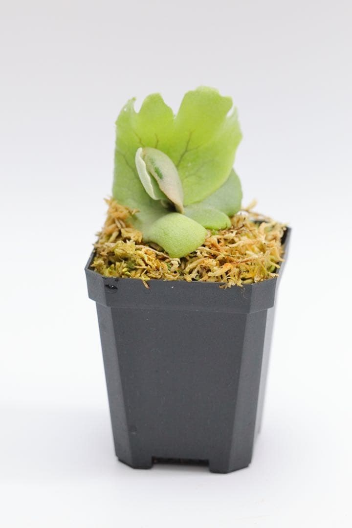 ビカクシダ P.Willincky Gabriel