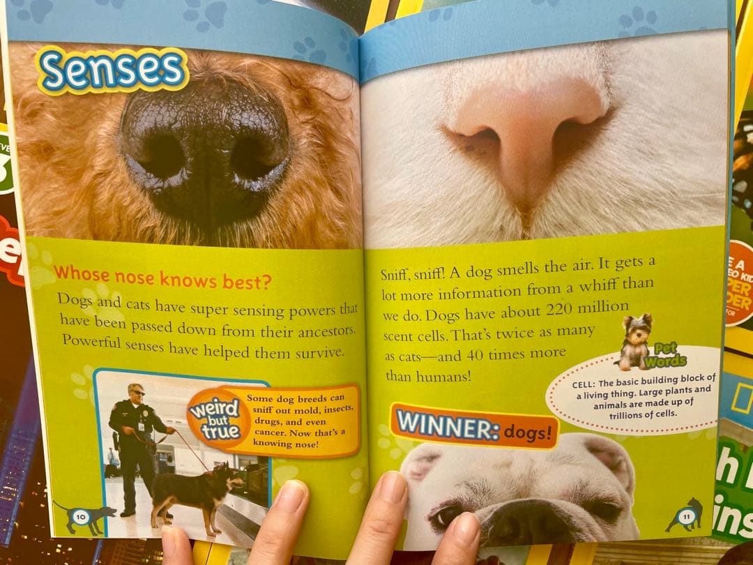 新品National Geographic Kids L3/38冊英語絵本　洋書