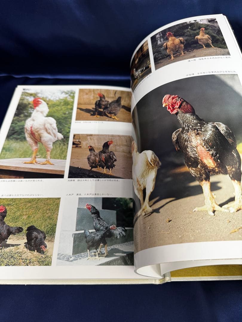 日本鶏大鑑　小山 七郎