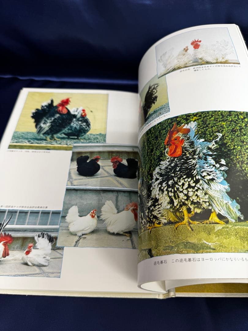 日本鶏大鑑　小山 七郎