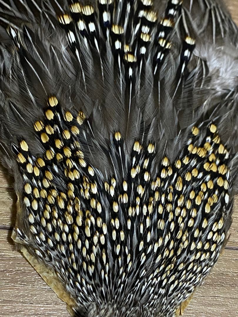 中古　ジャングルコック②