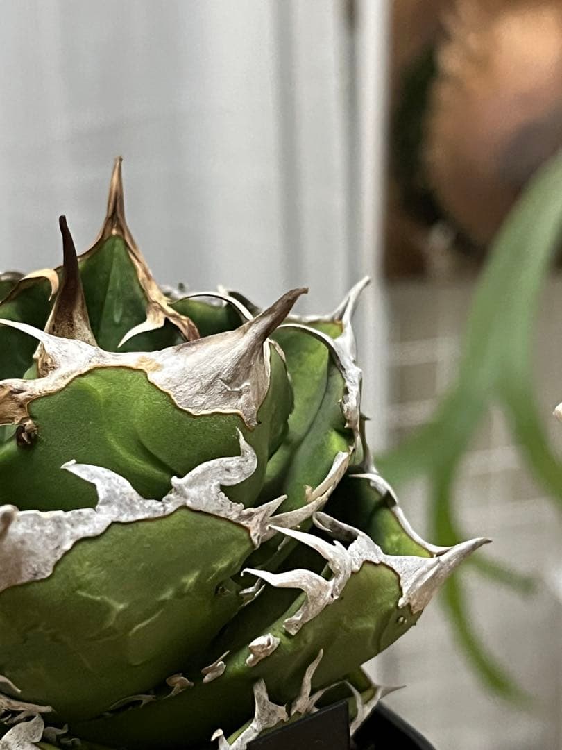 チタノタ 追星 CG01