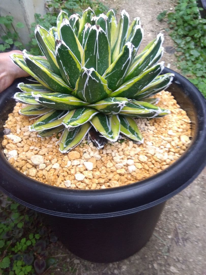 アガベ　輝山　10号鉢つき　特大❗短葉美株❗
