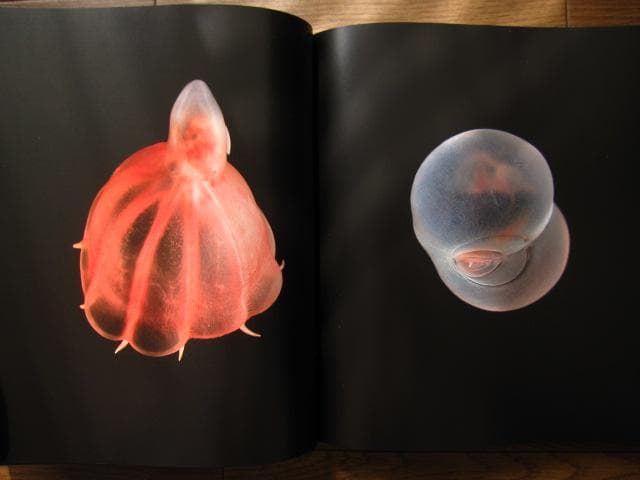 アート・デザイン・音楽 The Extraordinary Creatures of the Abyss