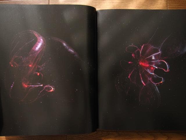 アート・デザイン・音楽 The Extraordinary Creatures of the Abyss