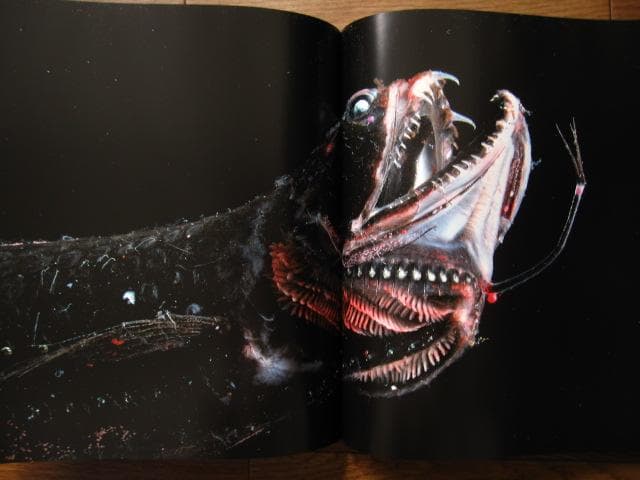 アート・デザイン・音楽 The Extraordinary Creatures of the Abyss