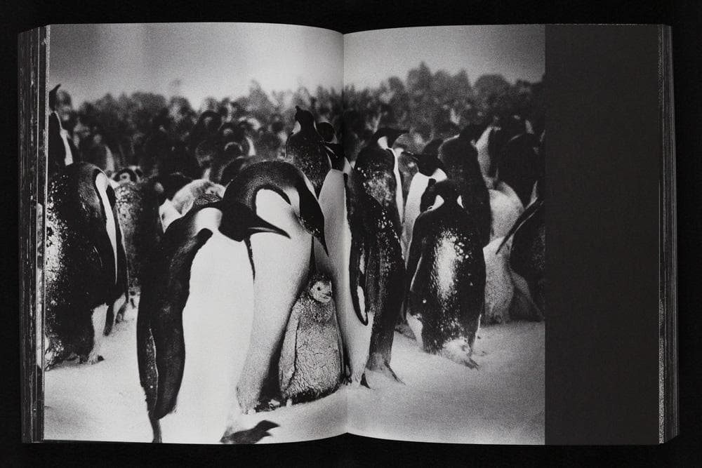 Tomasz Gudzowaty 『Closer』Stidle