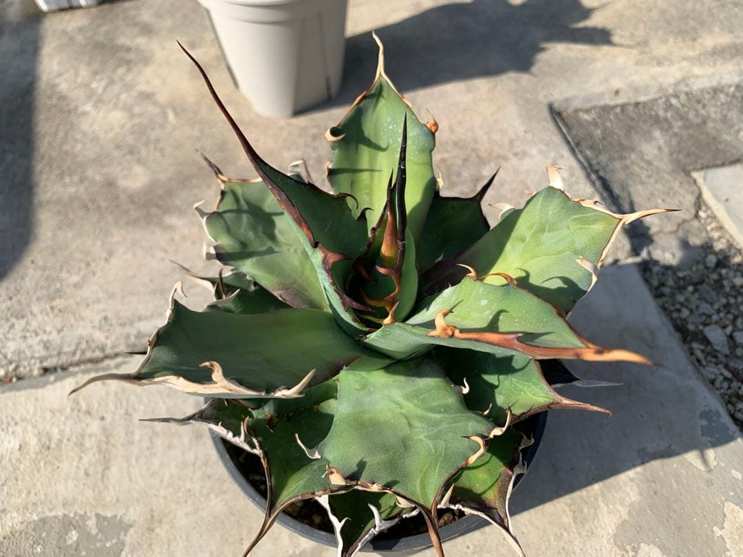 ハデス☆強棘☆超ロングスパイン☆大株☆鉢ごと発送☆タグ付き