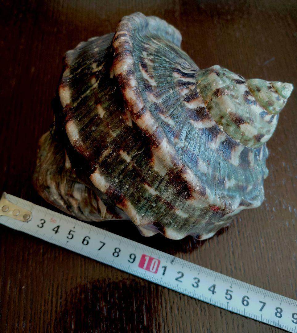 夜光貝　置物　飾り物　オブジェ