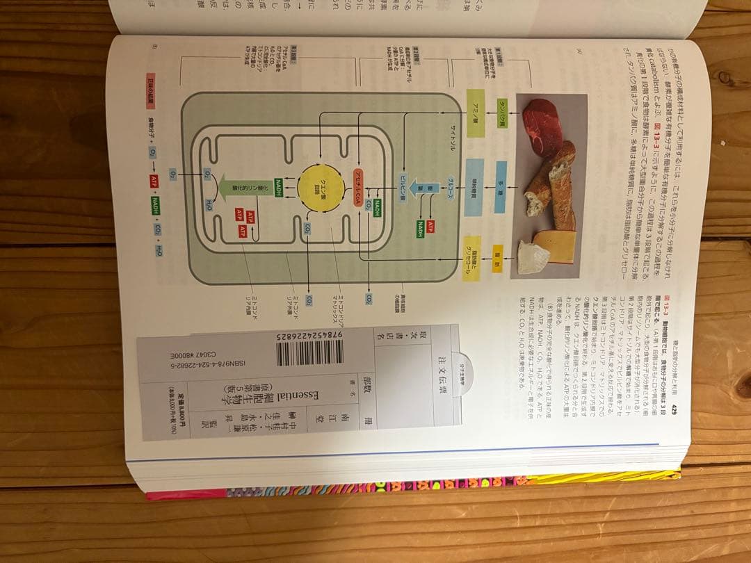 essential細胞生物学　第5版