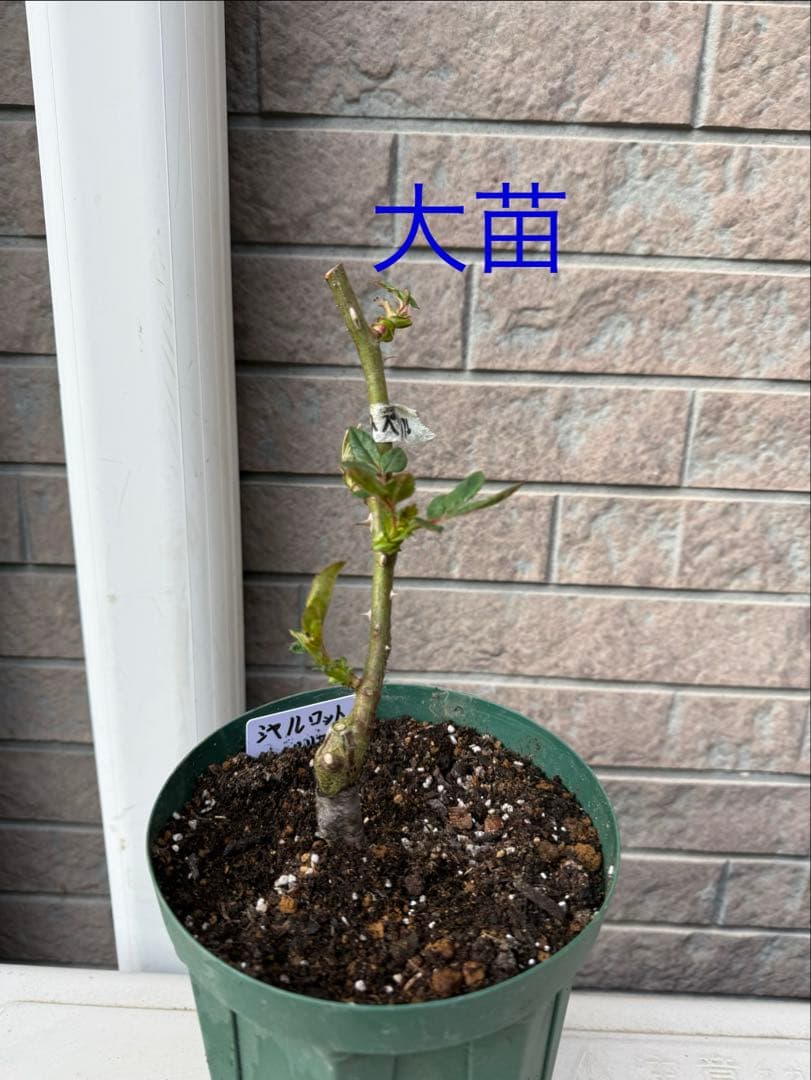 バラ苗　大苗　切り花　和バラ　流通少ない人気品種　3年生　鉢のまま　接木苗