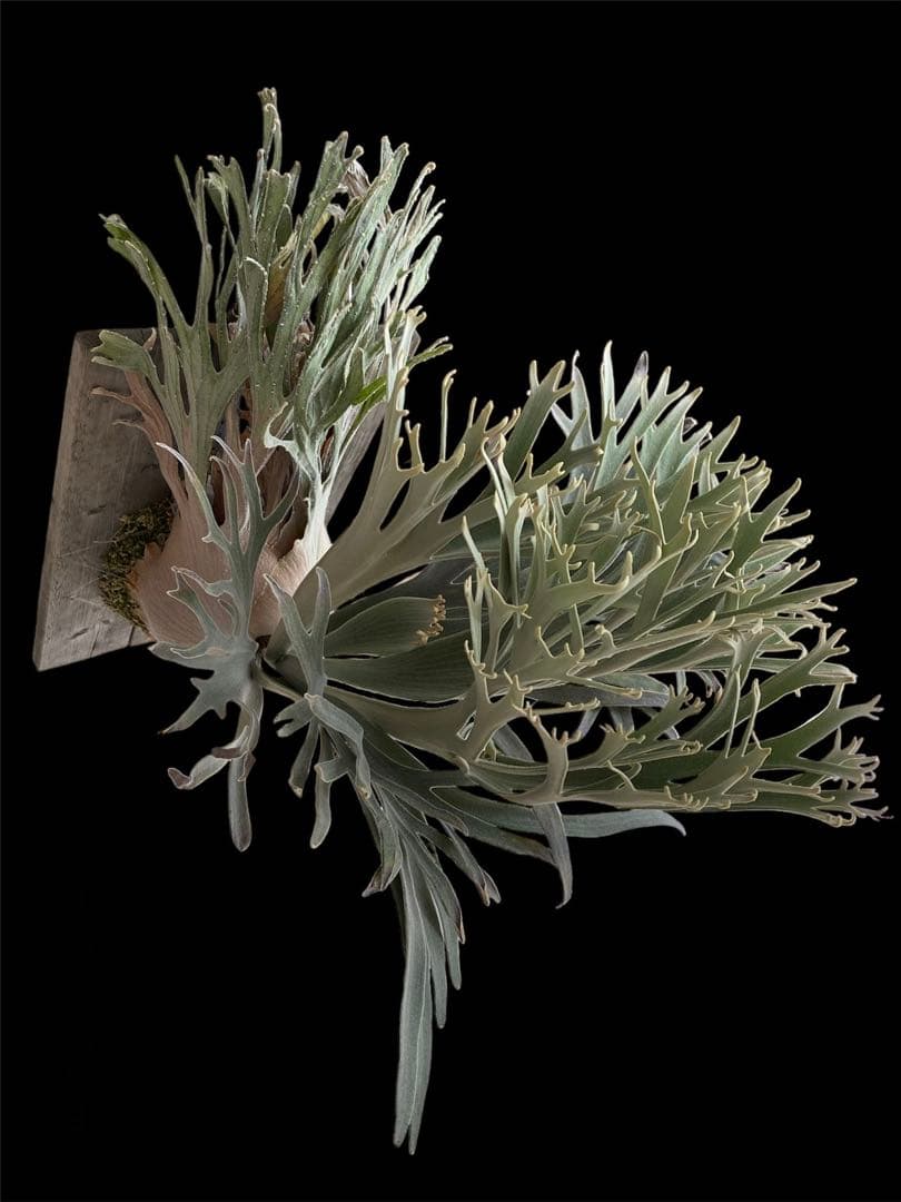 ビカクシダ　veitchii pedro tatsuta OC