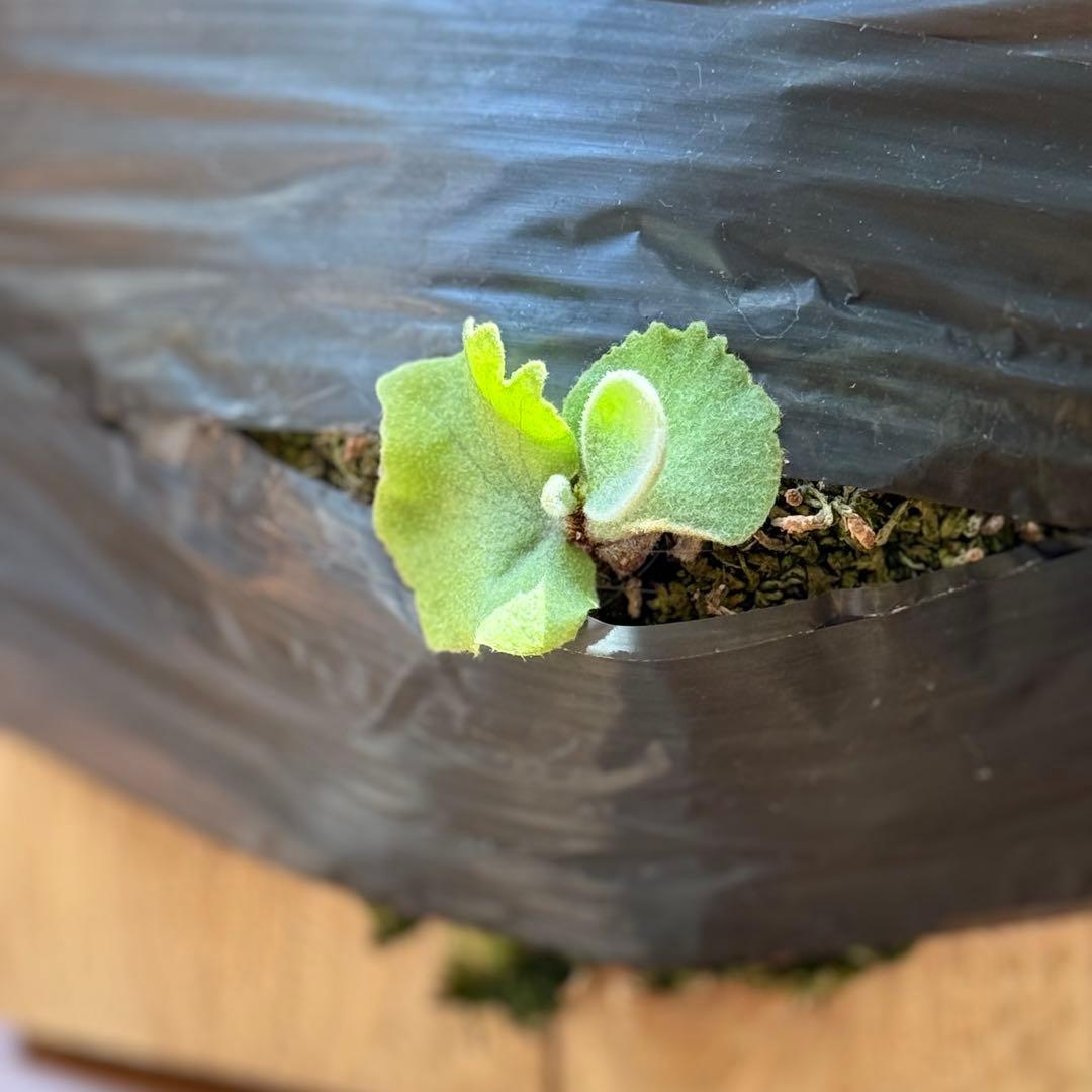 ビカクシダ　veitchii pedro tatsuta OC