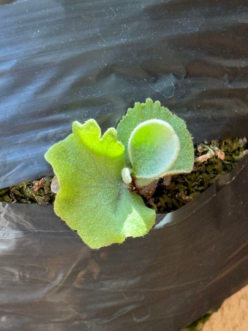 ビカクシダ　veitchii pedro tatsuta OC