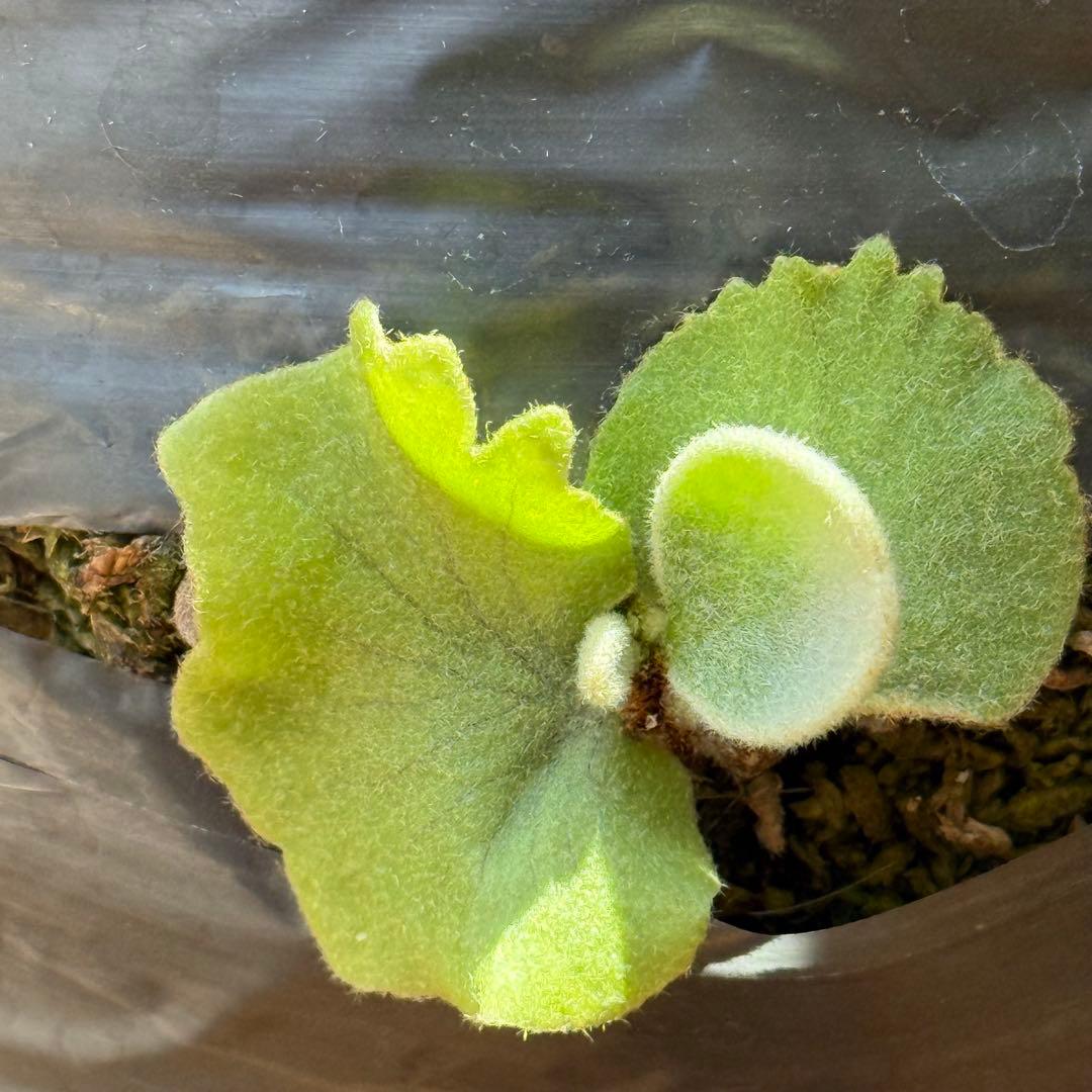 ビカクシダ　veitchii pedro tatsuta OC