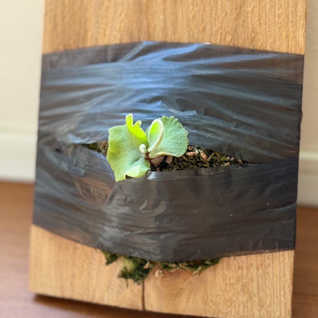 ビカクシダ　veitchii pedro tatsuta OC