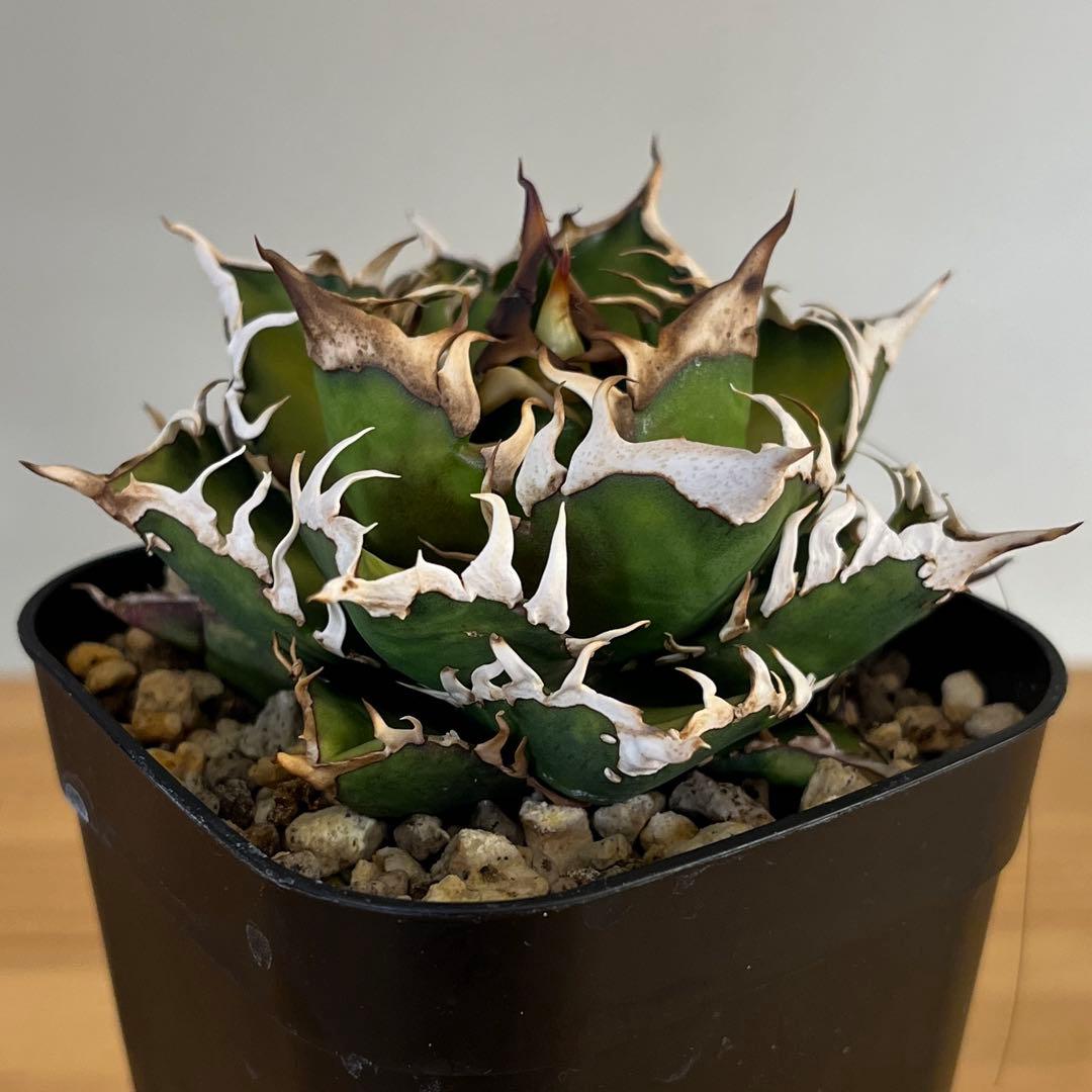 超コンパクト アガベチタノタレッドキャットウィーズル赤猫　現品鉢ごと発送