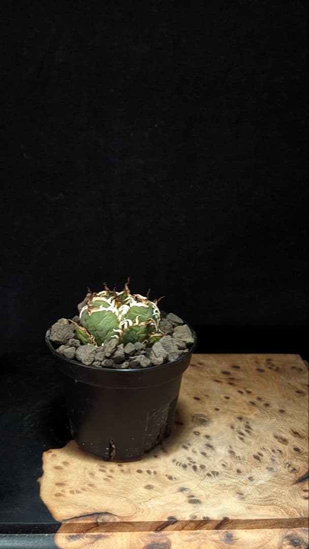 【ミクロサイズ　ボール型】Agavetitanota\"フィリグリー\"うねり強鋸歯