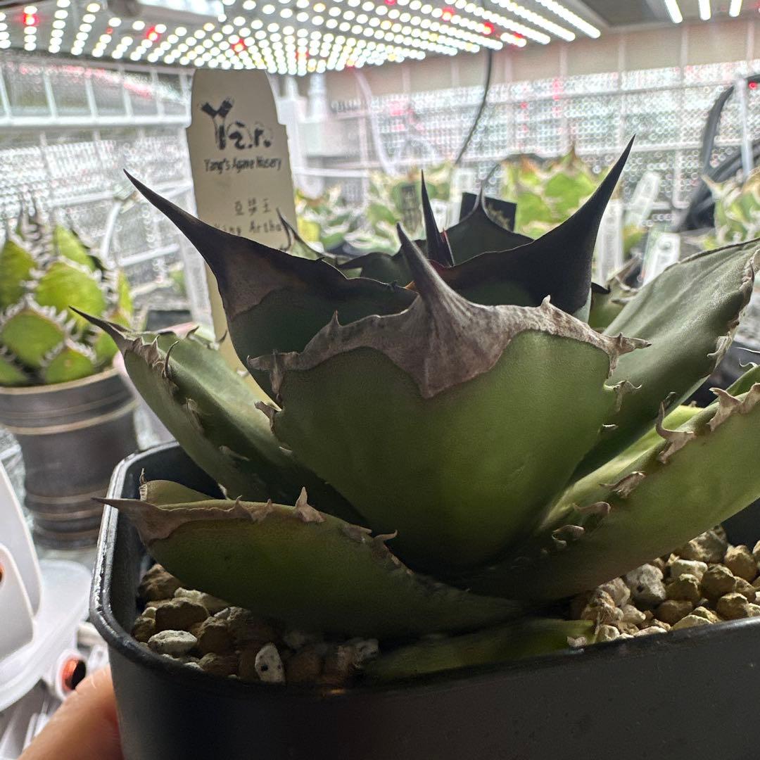 アガべ　キングアーサー　デニス040