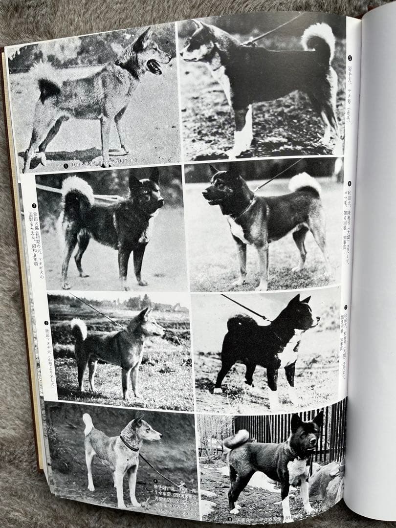 天然記念物　日本犬　（希少学術書）