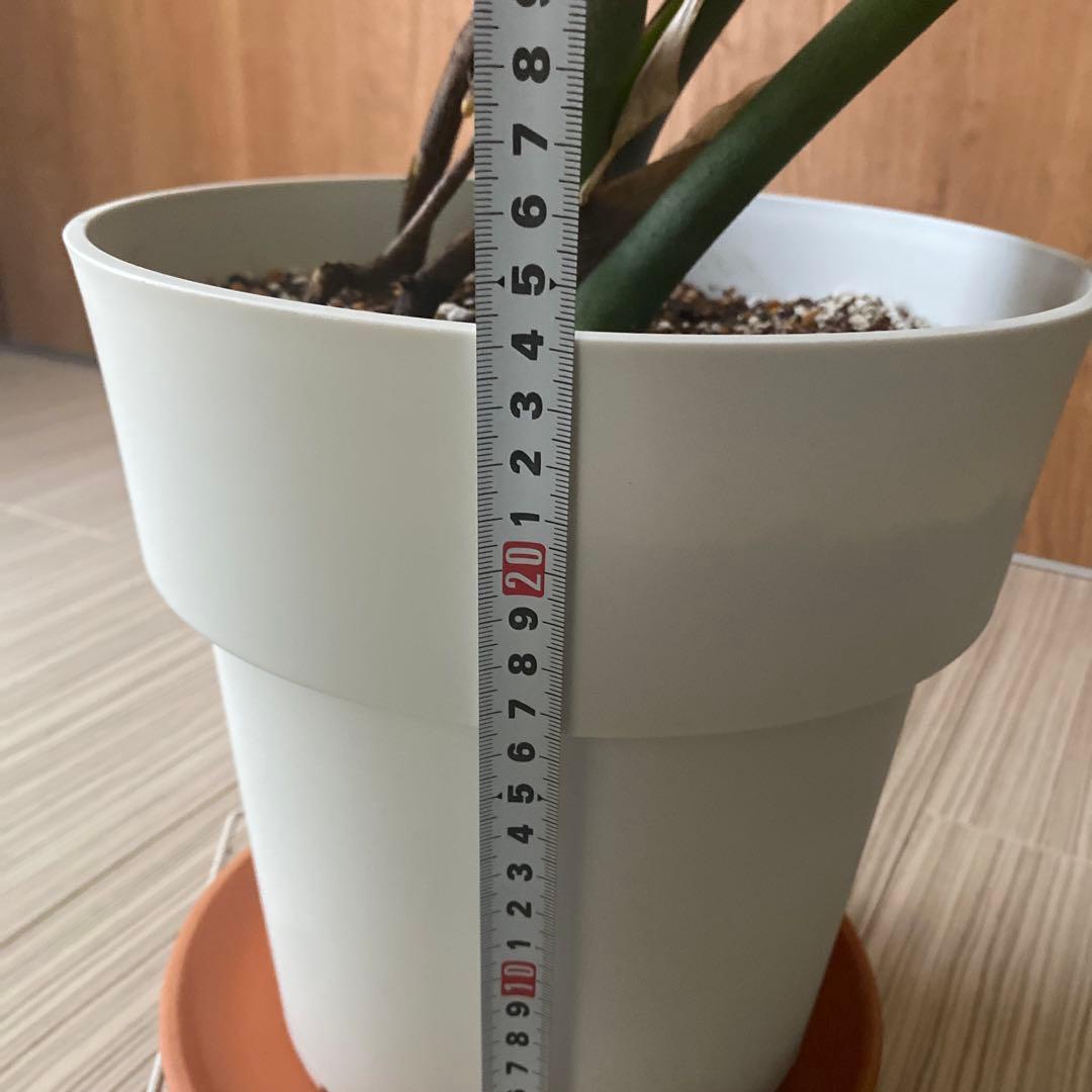 手渡しのみ　モンステラ　鉢ごと　植え替え済み