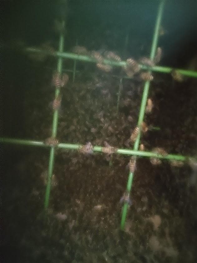 花芽4本付きキンリョウヘン➕日本蜜蜂 重箱式巣箱4段➕スノコ