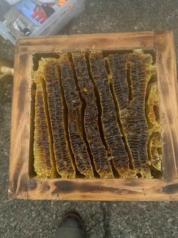 花芽4本付きキンリョウヘン➕日本蜜蜂 重箱式巣箱4段➕スノコ