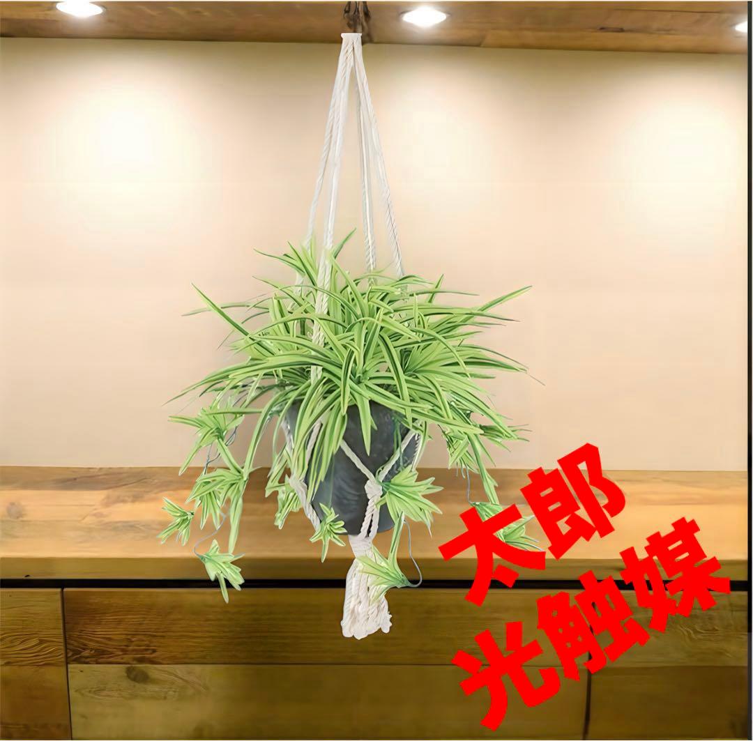 光触媒　人工観葉　ウォールグリーン　フェイクグリーン　壁掛けオリヅルランＧ／Ｙ