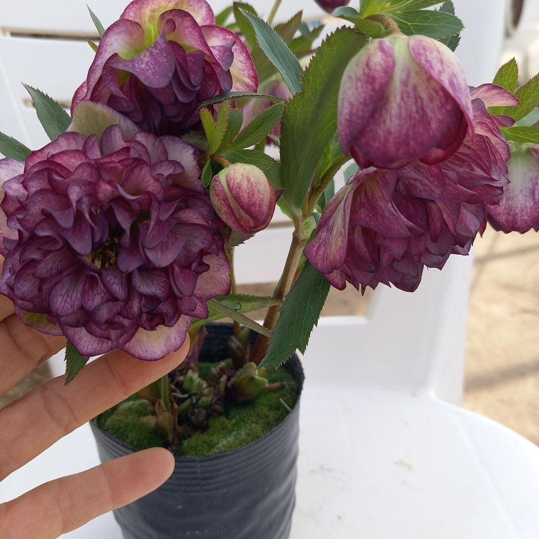 専用、値下げ！やや多弁⭐クリスマスローズ2個セット、苗、開花株